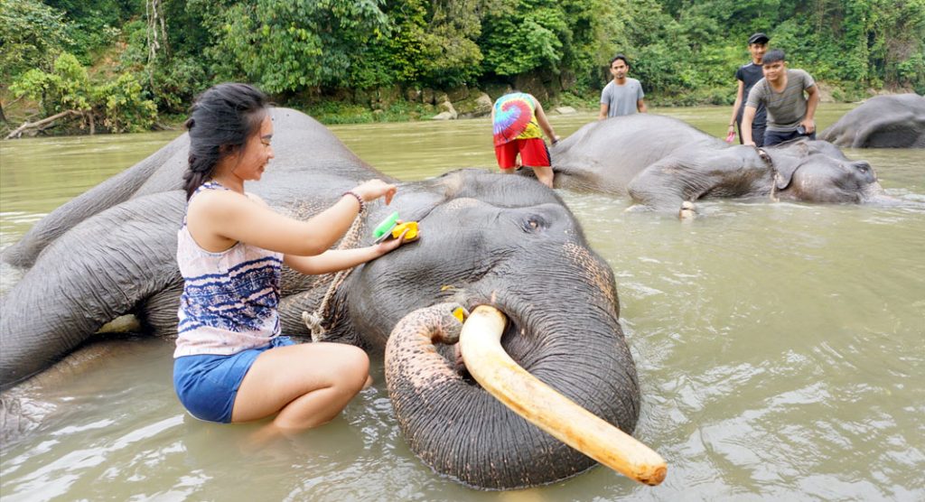 Tangkahan Eco Park Surga Tersembunyi Di Sumatera Utara