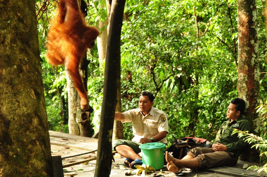 Tangkahan Eco Park Surga Tersembunyi Di Sumatera Utara