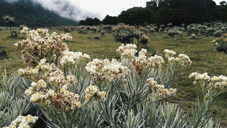 Inilah 7 Fakta Menarik Bunga Edelweis