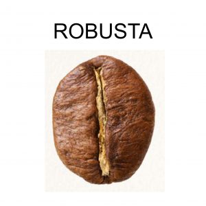 jenis-biji-kopi-robusta