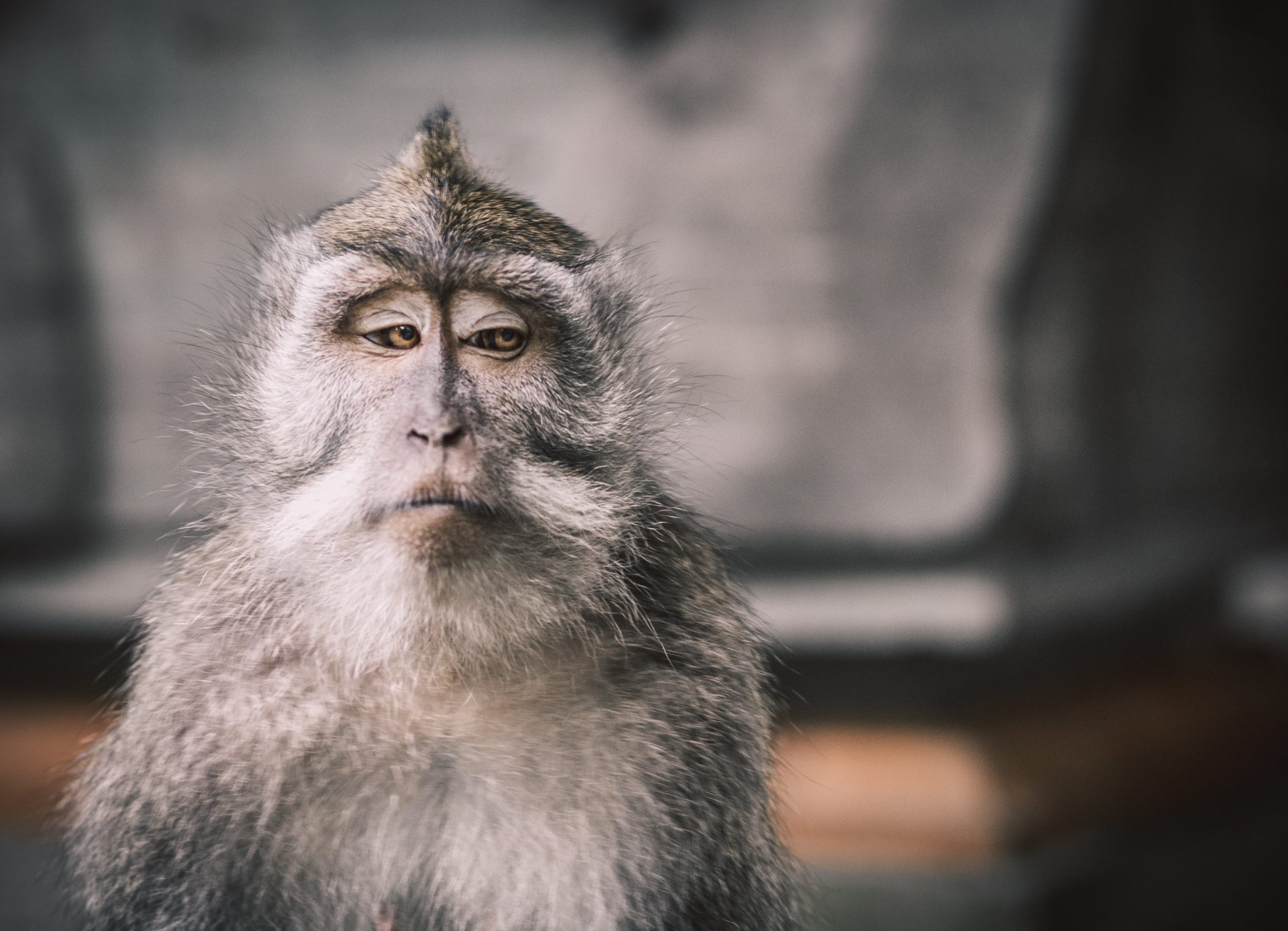 Monkey Forest Ubud Bali – Info Daya Tarik, Harga Tiket Masuk, Jam Buka