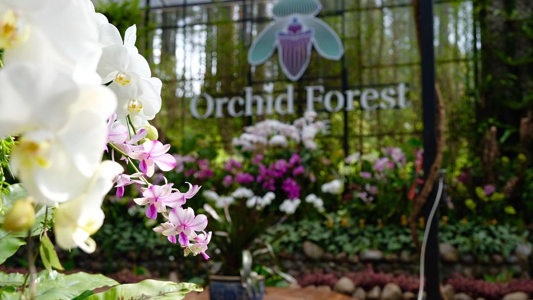 orchid forest cikole lembang bandung
