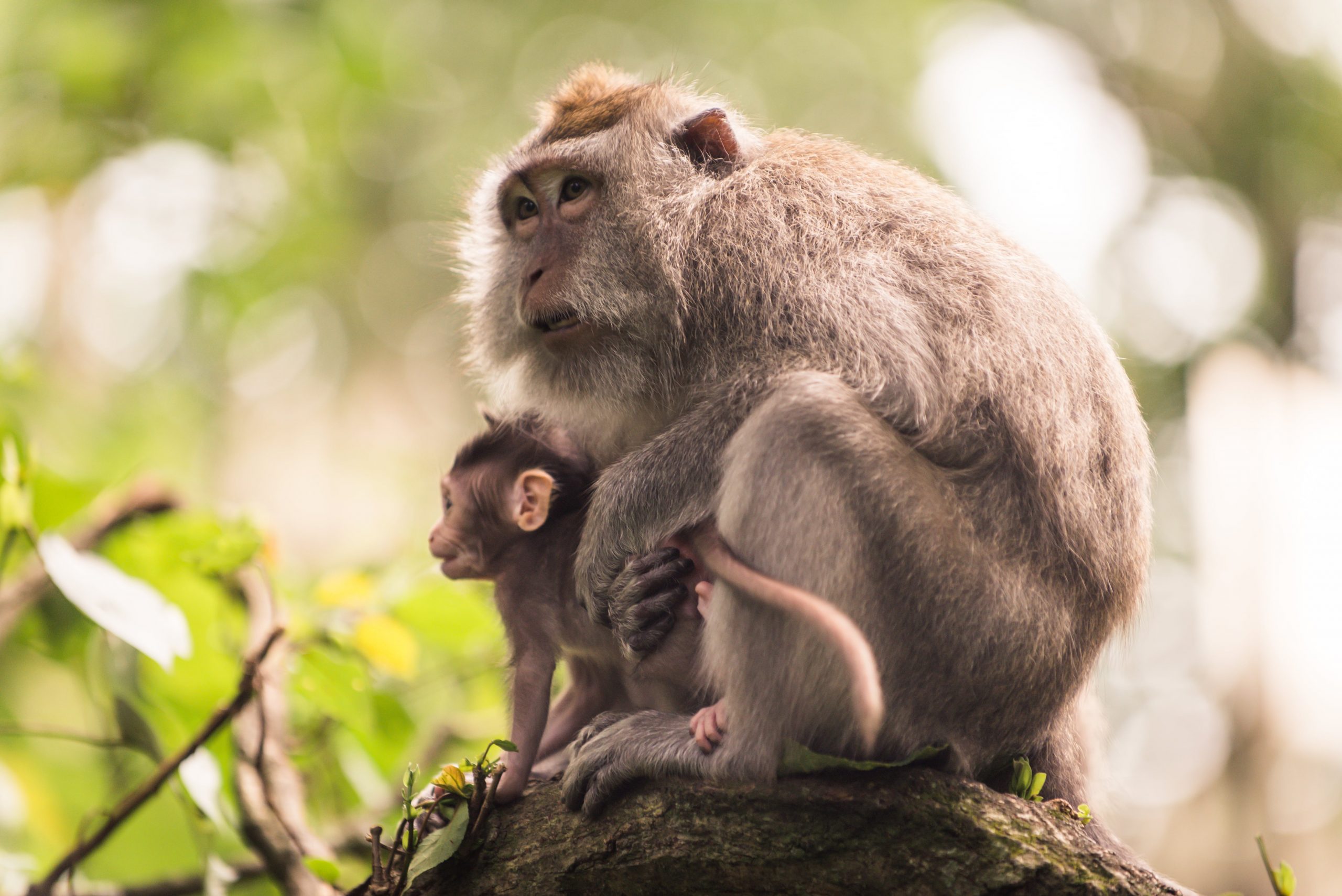 monkey-forest-ubud-bali