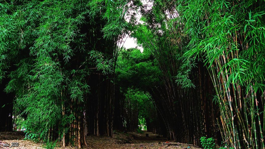Hutan Bambu Surabaya: Wisata Hits & Instagramable di Keputih Surabaya