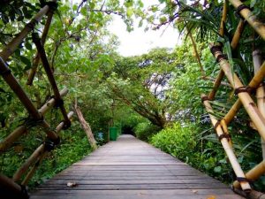 hutan-mangrove-wonorejo-rungkut