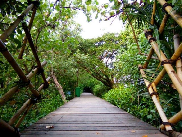 hutan-mangrove-wonorejo-rungkut