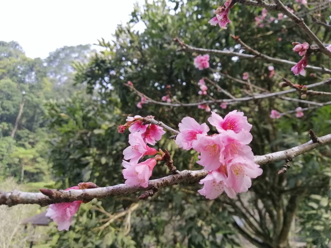 bunga-sakura-di-taman-cibodas-puncak