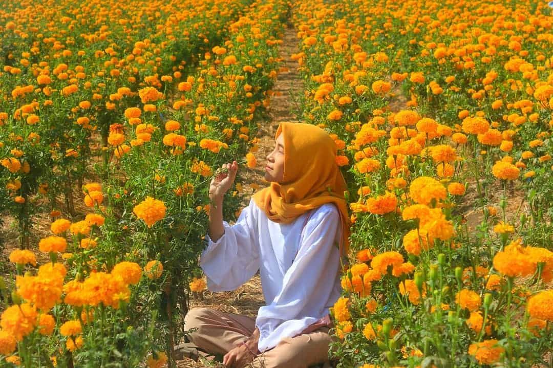 Taman Bunga Gemitir Marigold