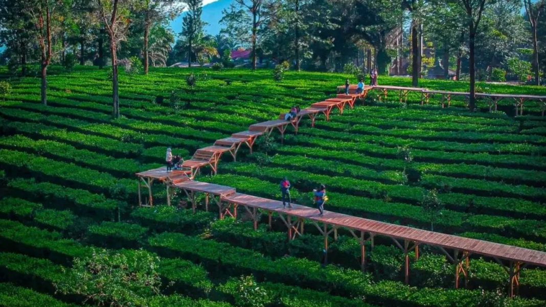Wisata Tea Bridge Gunug Mas Puncak Bogor