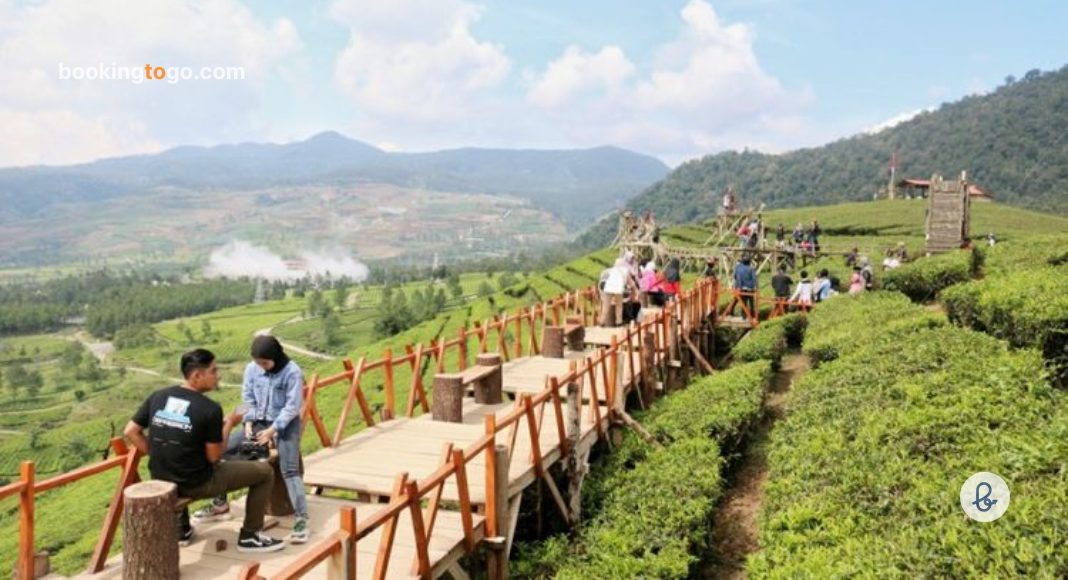Tea Bridge Taman Langit Pangalengan Bandung