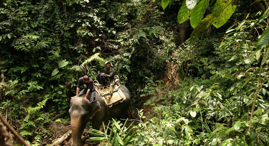 Menyusuri Hutan Tropis di Tangkahan dengan Gajah