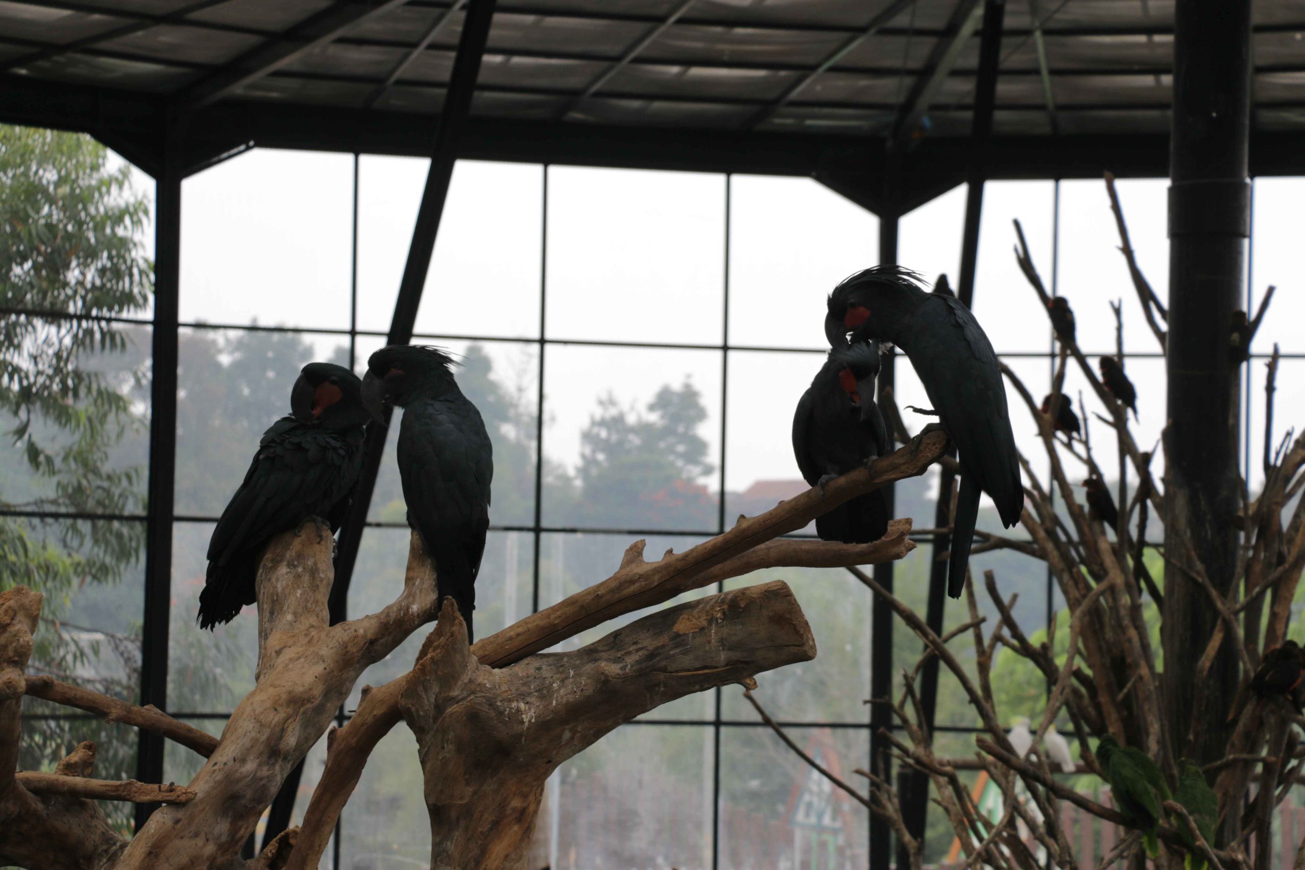 Bird Aviary Lembang park zoo