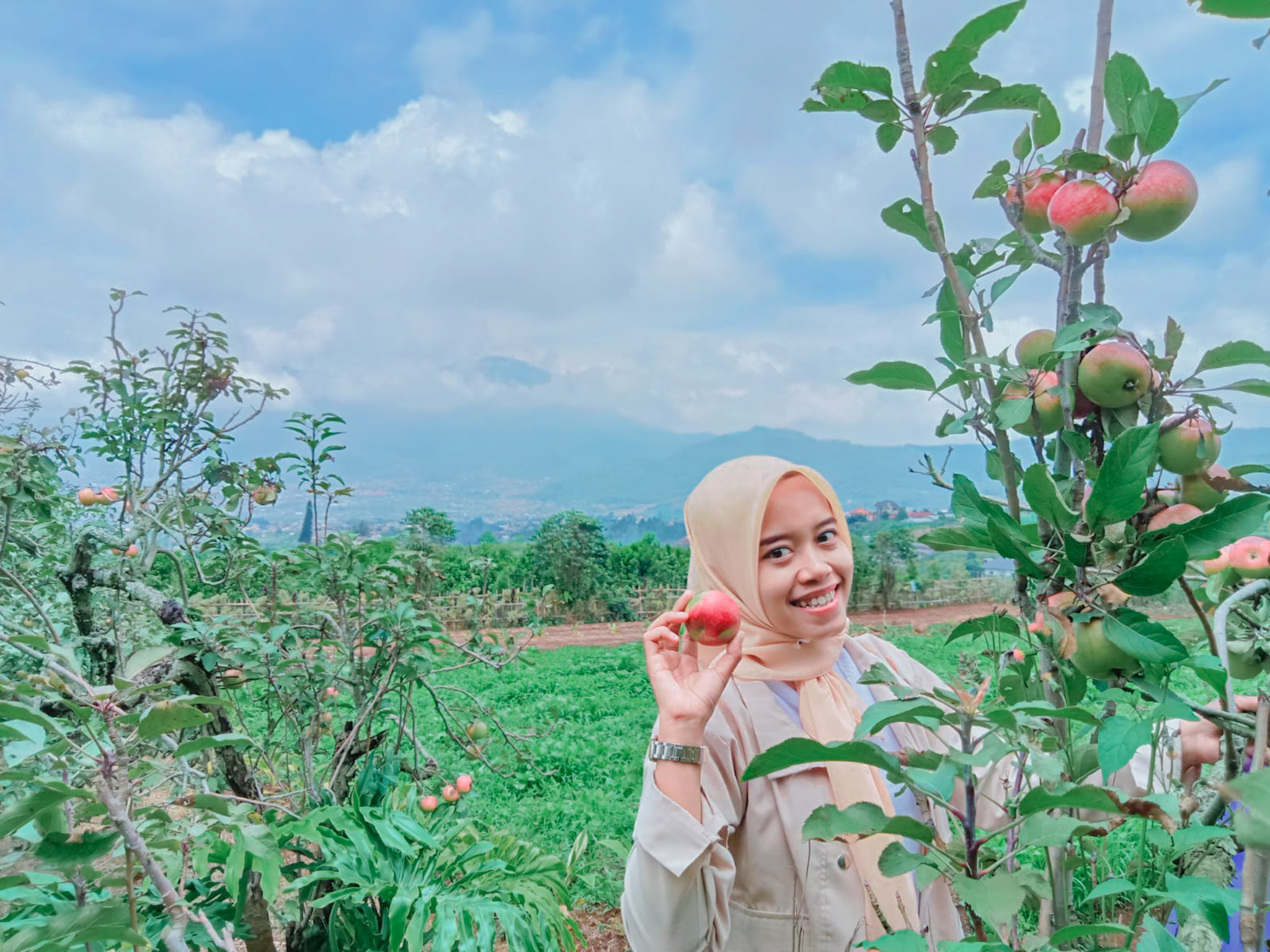 Wisata di Batu Malang agro wisata petik apel