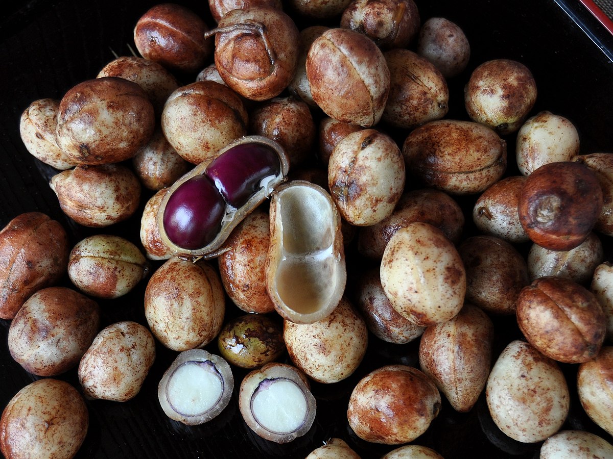 Kacang Bogor