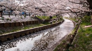 jadwal cherry blossom jepang