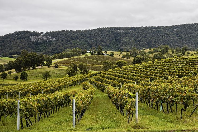 kebun anggur australia